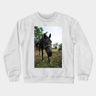 stallion Crewneck Sweatshirt